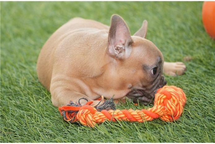 Französische Bulldoggen Welpen mit Ahnentafel