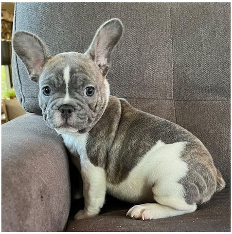 Französische Bulldoggen Welpen (Blue) suchen ein Zuhause