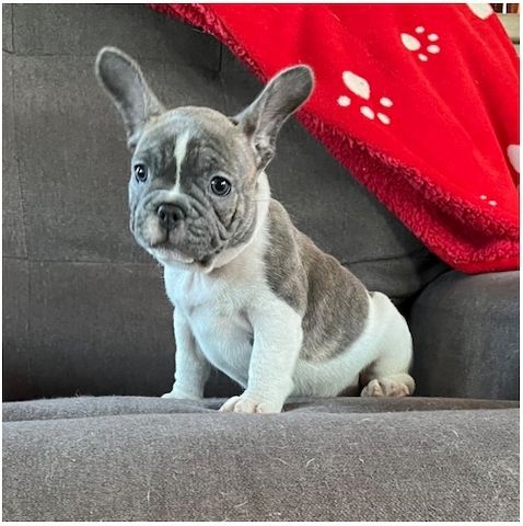 Französische Bulldoggen Welpen (Blue) suchen ein Zuhause