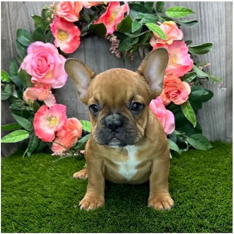 Französische Bulldoggen Welpen (Blue) suchen ein Zuhause