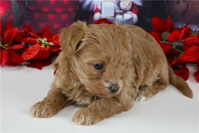 Maltipoo Welpen suchen liebevolles Zuhause