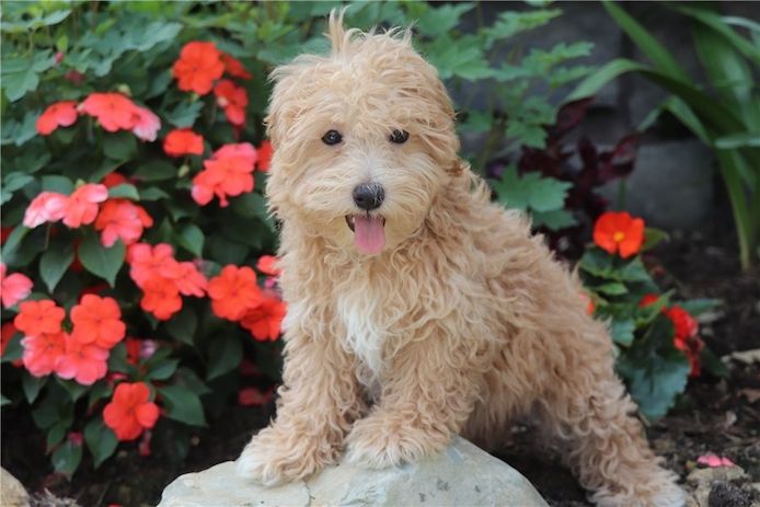 Maltipoo Welpen suchen liebevolles Zuhause