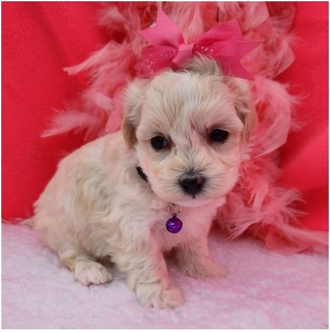 Maltipoo Welpen suchen liebevolles Zuhause