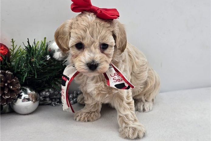 Maltipoo Welpen suchen liebevolles Zuhause