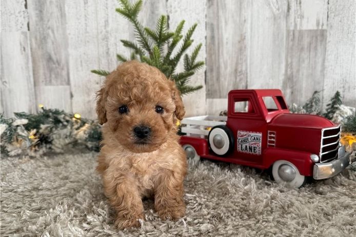 Maltipoo Welpen suchen liebevolles Zuhause