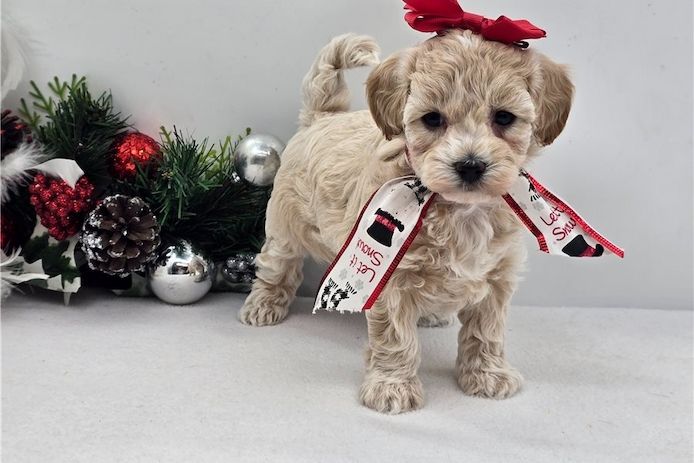 Maltipoo Welpen suchen liebevolles Zuhause