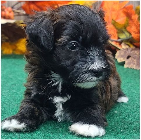 Maltipoo Welpen