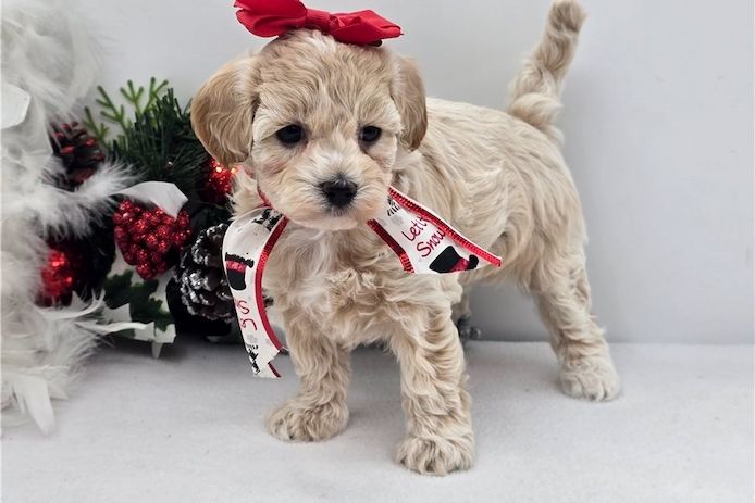 Maltipoo Welpen