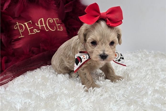 Maltipoo Welpen