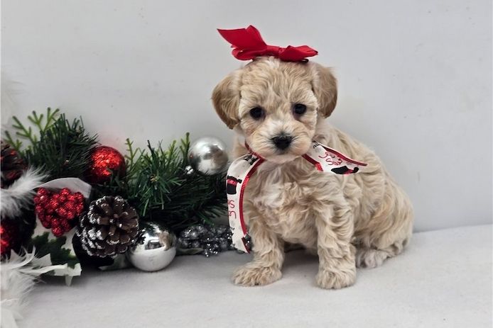 Maltipoo Welpen