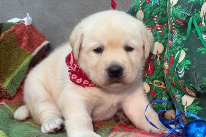 Süße Labrador Welpen mit Papieren