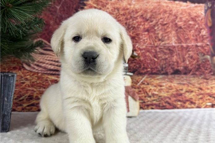 Süße Labrador Welpen mit Papieren