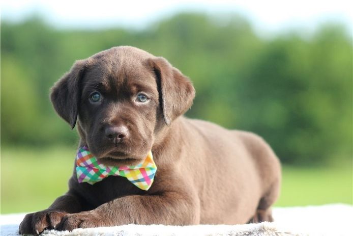 Süße Labrador Welpen mit Papieren