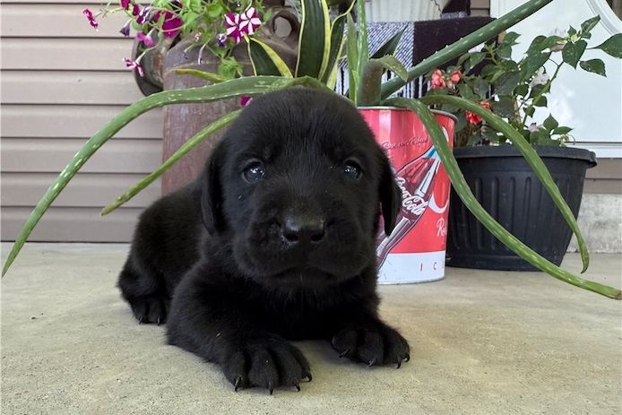 Süße Labrador Welpen mit Papieren