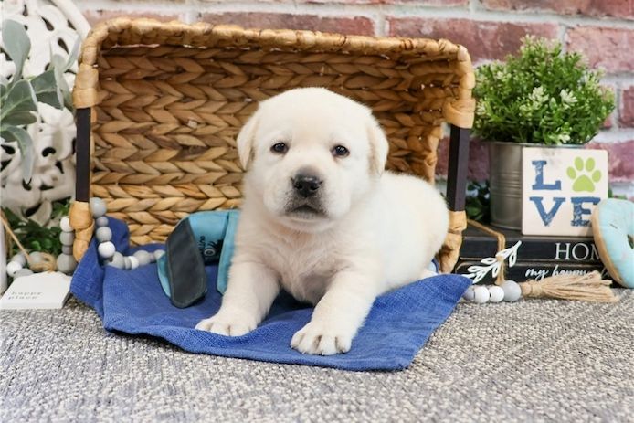 Süße Labrador Welpen mit Papieren