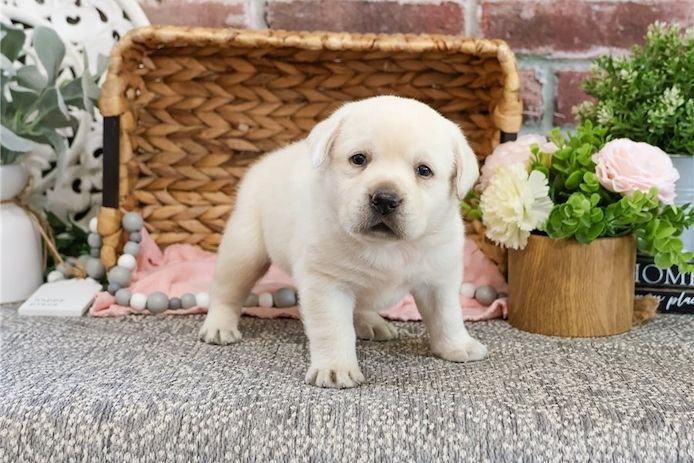 Süße Labrador Welpen mit Papieren