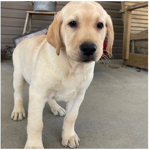 Wunderschöne Labrador Welpen suchen ihr Traumzuhause