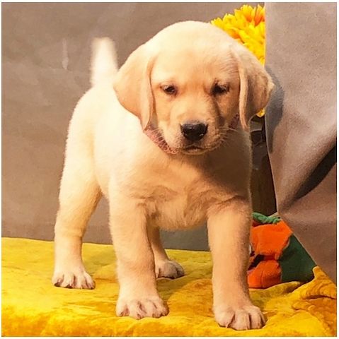 Wunderschöne Labrador Welpen suchen ihr Traumzuhause