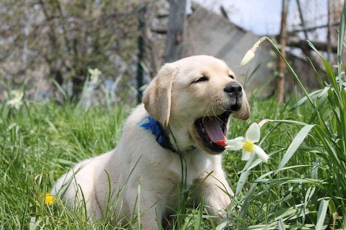 Wunderschöne Labrador Welpen suchen ihr Traumzuhause