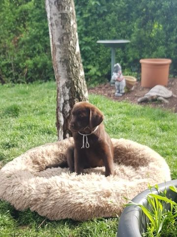Wunderschöne Labrador Welpen suchen ihr Traumzuhause