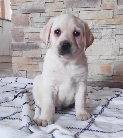 Wunderschöne Labrador Welpen suchen ihr Traumzuhause