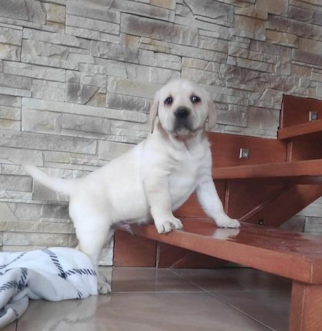 Wunderschöne Labrador Welpen suchen ihr Traumzuhause