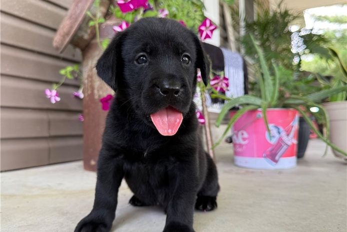 Wunderschöne Labrador Welpen suchen ihr Traumzuhause
