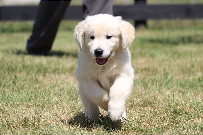 Golden Retriever Welpen