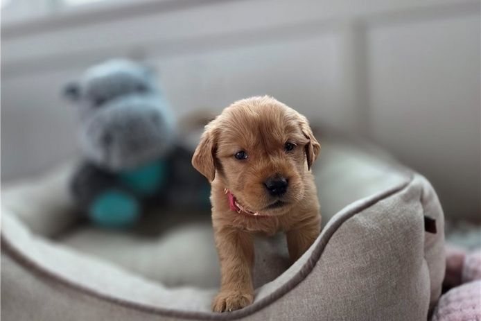 Golden Retriever Welpen