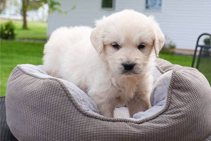 Golden Retriever Welpen