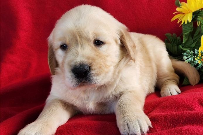 Golden Retriever Welpen