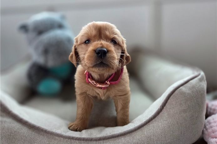 Golden Retriever mit Ahnentafel