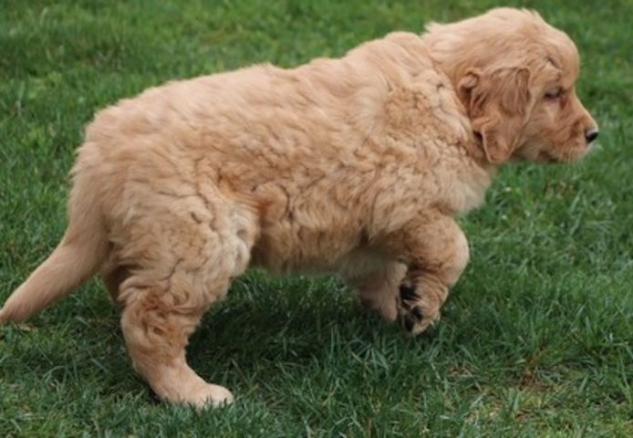 Golden Retriever mit Ahnentafel