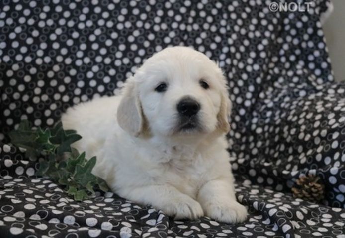 Golden Retriever mit Ahnentafel