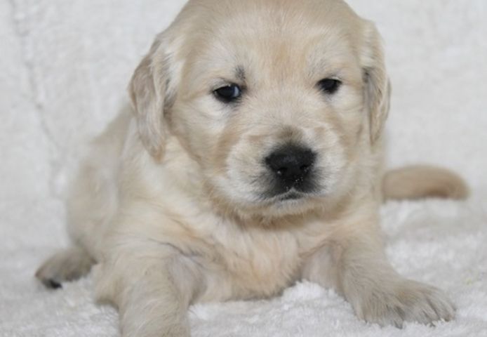 Golden Retriever mit Ahnentafel