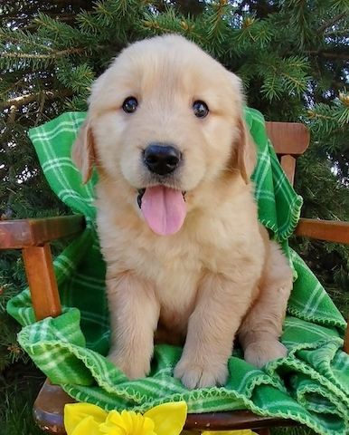 Golden Retriever mit Ahnentafel