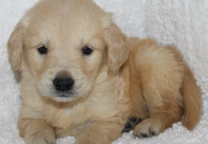 Golden Retriever mit Ahnentafel