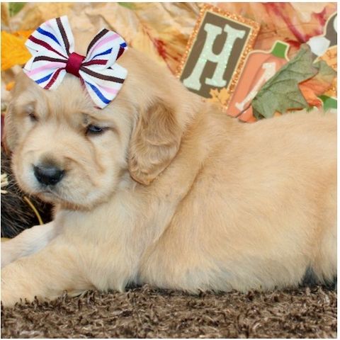 Golden Retriever mit Ahnentafel