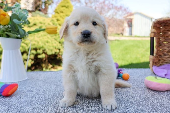 Golden Retriever mit Ahnentafel