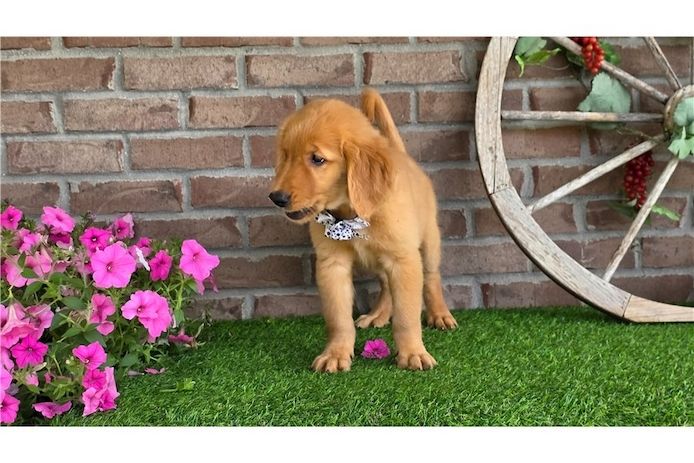 Golden Retriever mit Ahnentafel
