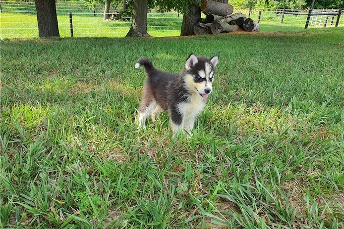 Reinrassige Siberian Husky Welpen
