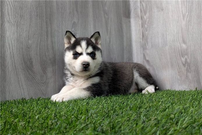 Reinrassige Siberian Husky Welpen