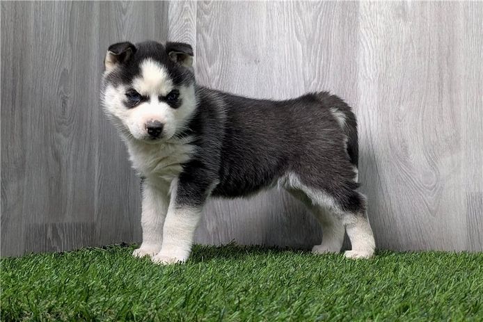 Siberian Husky Welpen