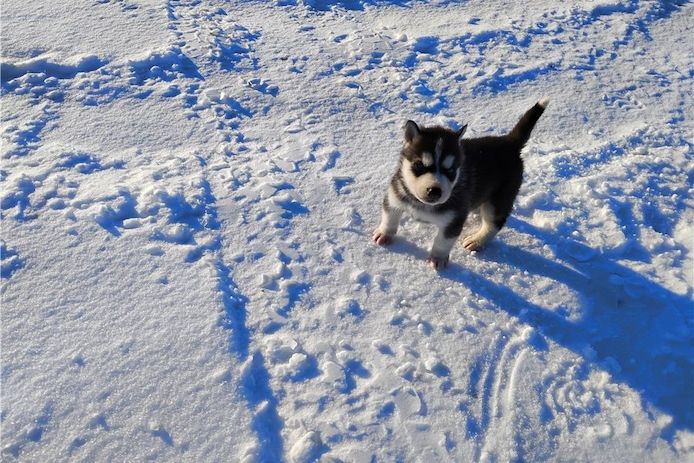 Siberian Husky Welpen