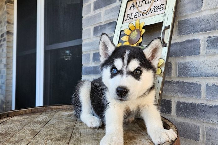 Siberian Husky Welpen
