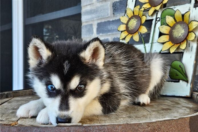 Siberian Husky Welpen
