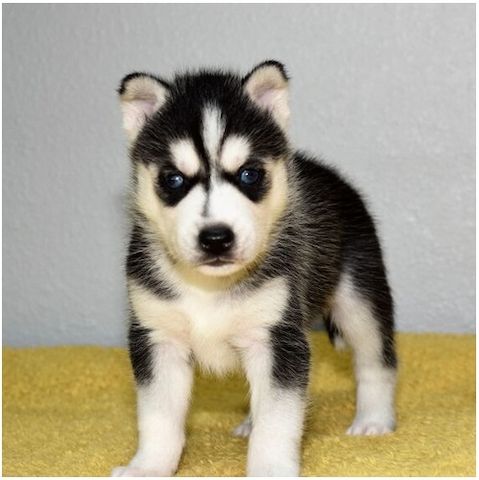Reinrassige Siberian Husky Welpen