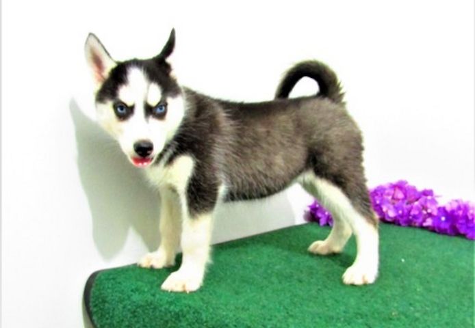 Reinrassige Siberian Husky Welpen