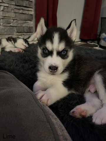 Reinrassige Siberian Husky Welpen