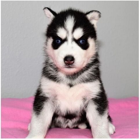 Reinrassige Siberian Husky Welpen